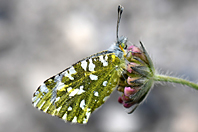 Anthocharis cardamines